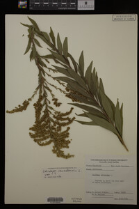Solidago canadensis image