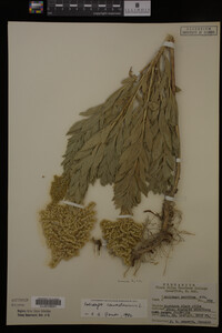 Solidago canadensis image
