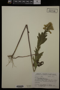 Solidago canadensis image