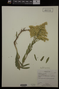 Solidago canadensis image