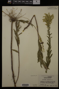 Solidago canadensis image