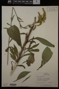 Solidago canadensis image