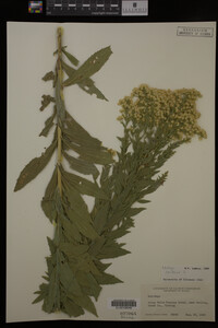 Solidago canadensis image
