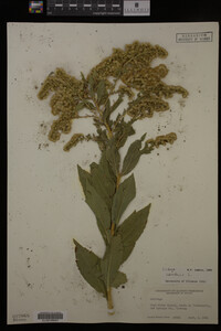 Solidago canadensis image