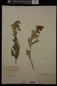 Solidago canadensis image