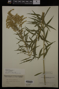 Solidago canadensis image