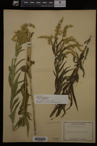 Solidago canadensis image