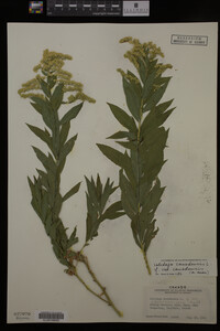Solidago canadensis image