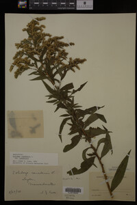 Solidago canadensis var. canadensis image