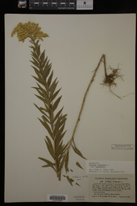 Solidago canadensis image
