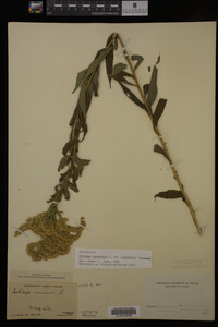 Solidago canadensis image