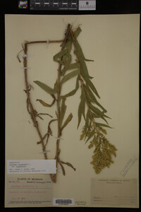 Solidago canadensis var. canadensis image