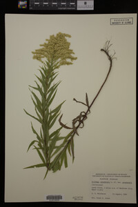 Solidago canadensis image