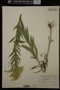Solidago canadensis image