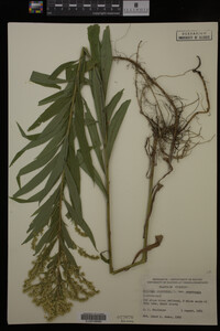 Solidago canadensis image