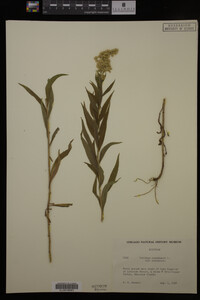 Solidago canadensis var. canadensis image
