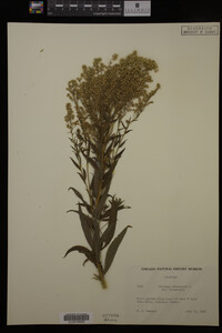 Solidago canadensis image