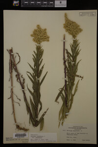 Solidago canadensis var. canadensis image