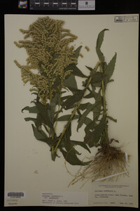 Solidago canadensis var. canadensis image