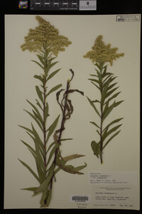 Solidago canadensis image