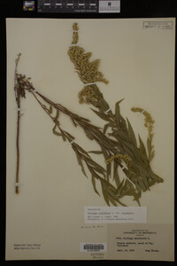 Solidago canadensis var. canadensis image