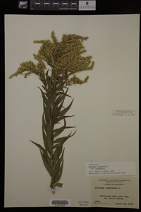Solidago canadensis image