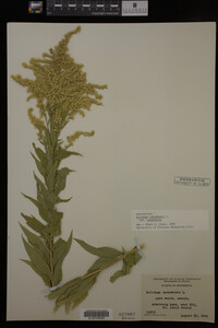 Solidago canadensis var. canadensis image