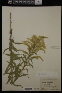 Solidago canadensis image