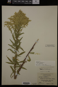 Solidago canadensis var. canadensis image