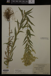 Solidago canadensis var. canadensis image