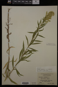 Solidago canadensis var. canadensis image