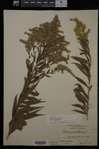 Solidago canadensis image
