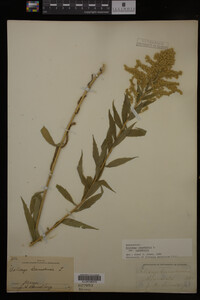 Solidago canadensis var. canadensis image