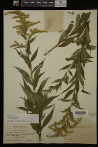 Solidago canadensis image