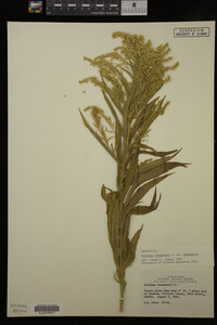 Solidago canadensis var. canadensis image