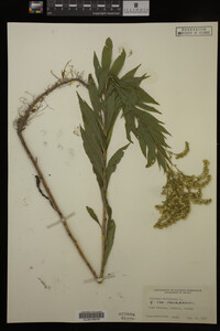 Solidago canadensis var. canadensis image