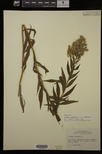 Solidago canadensis var. canadensis image