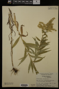 Solidago canadensis var. canadensis image
