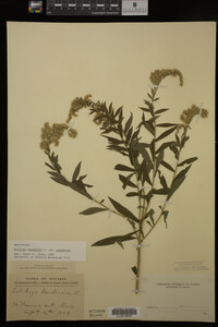 Solidago canadensis var. canadensis image