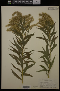 Solidago canadensis image