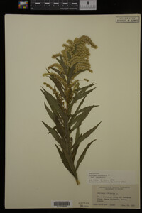 Solidago canadensis var. canadensis image