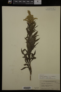Solidago canadensis image