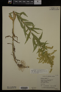 Solidago canadensis var. canadensis image