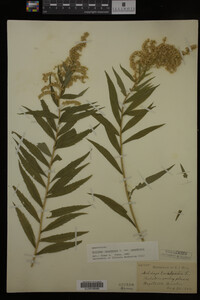 Solidago canadensis var. canadensis image