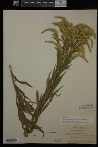Solidago canadensis var. canadensis image