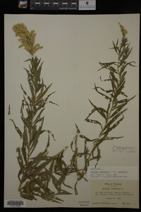 Solidago canadensis var. canadensis image