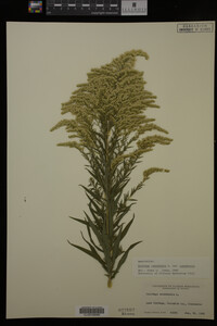 Solidago canadensis var. canadensis image