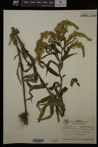 Solidago canadensis image
