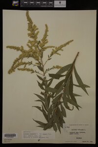 Solidago canadensis var. hargeri image
