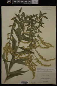 Solidago canadensis var. hargeri image